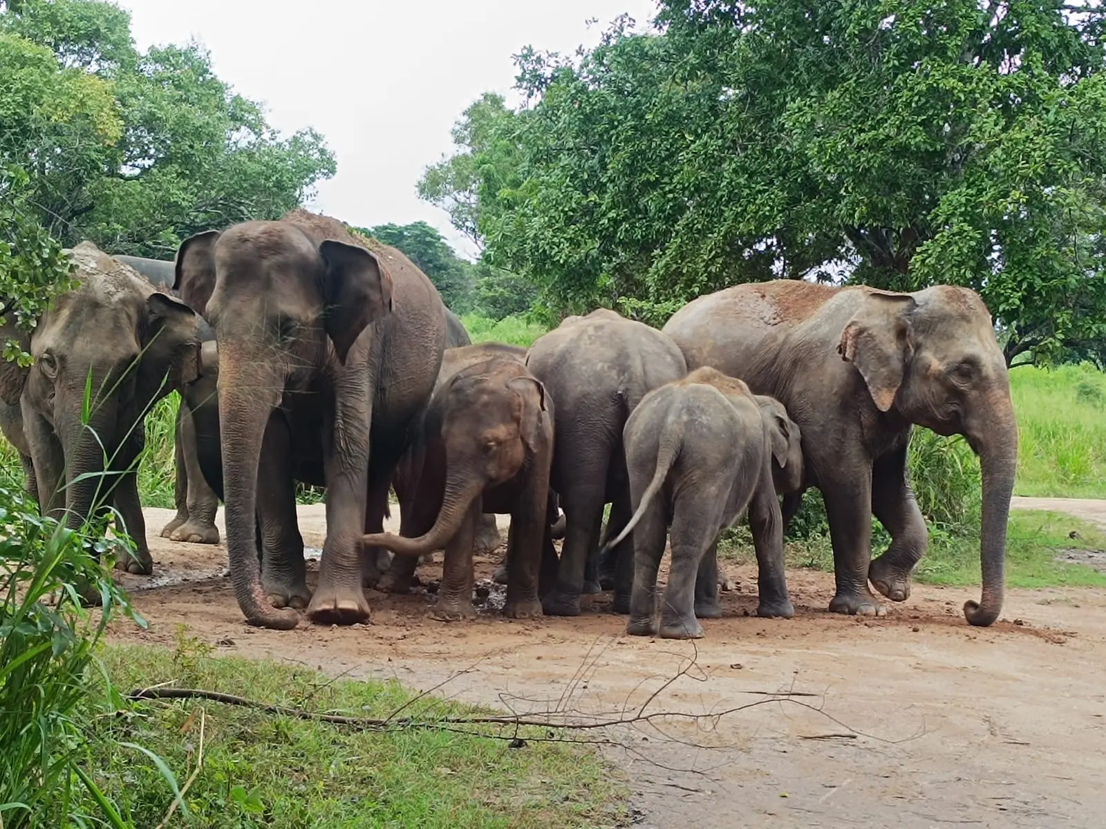 Elefanten Safari in Sri Lanka