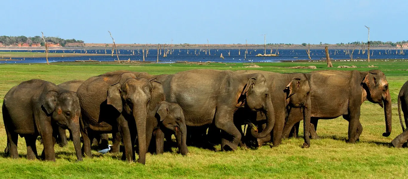 Elefanten im Minneriya Nationalpark in Sri Lanka