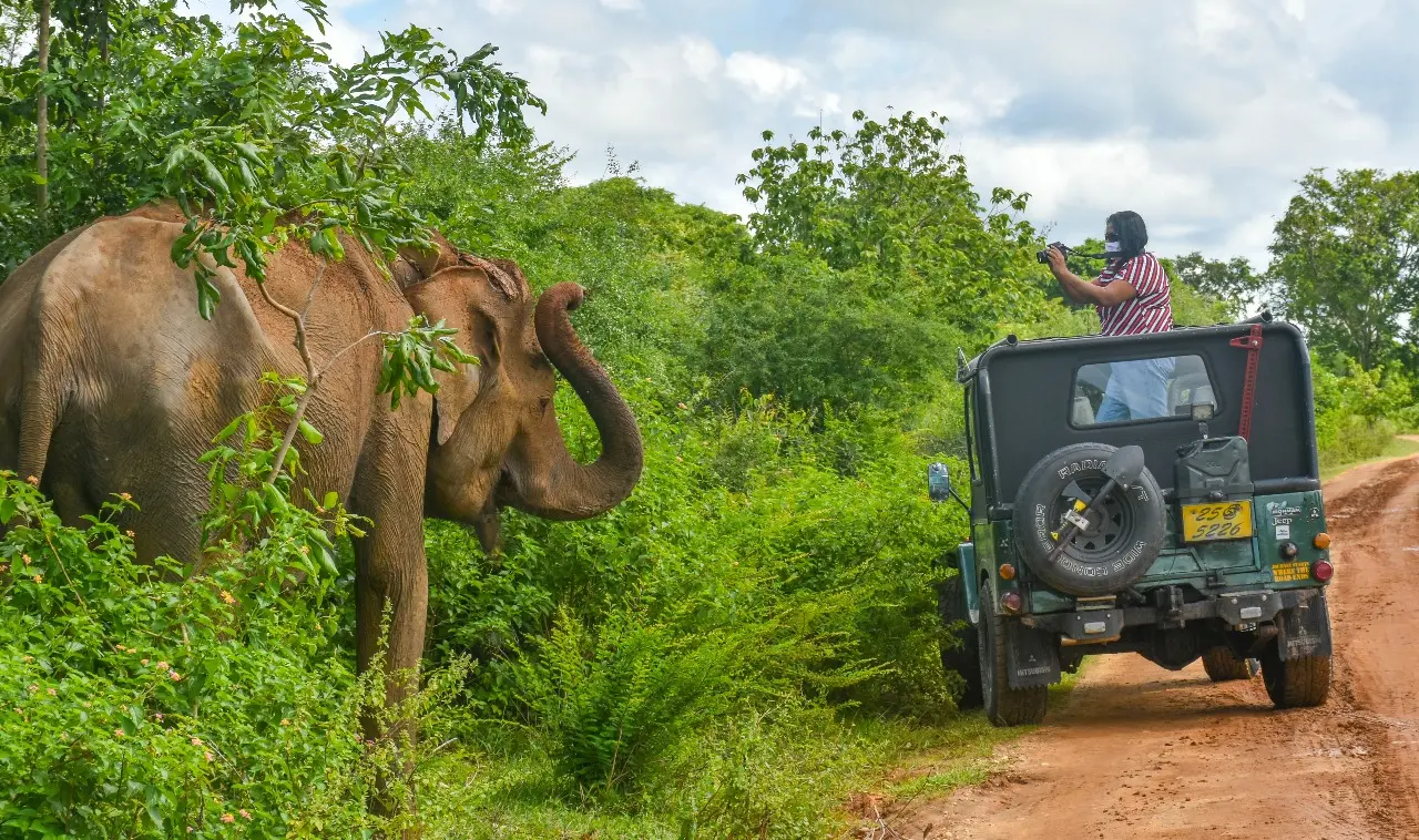 Private Safari im Nationalpark in Sri Lanka