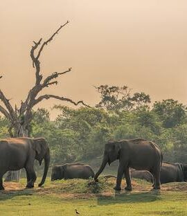 Yala National Park