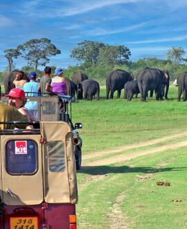 Jungle Safari